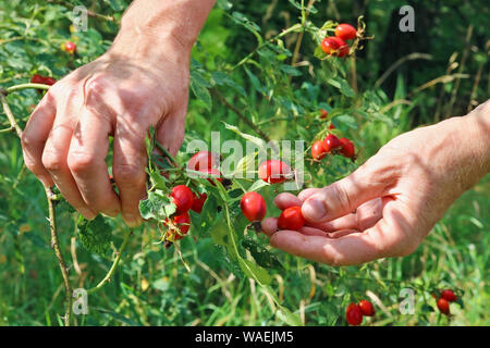 Elderly senior harvesting picking ripe briar eglantine red forest berries. Hands with fruits  against the green background Stock Photo