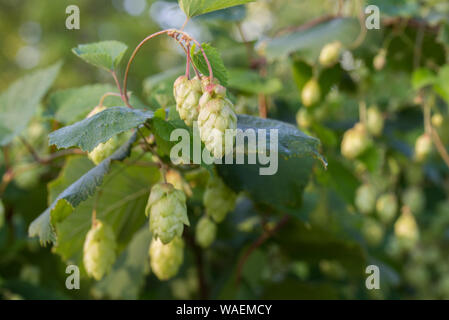 Humulus lupulus common hop, hops female cones on twig Stock Photo