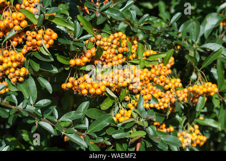 Pyracantha coccinea, the scarlet firethorn berries on summer day Stock Photo