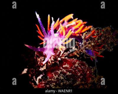 Small colorful flabellina on a black background Stock Photo