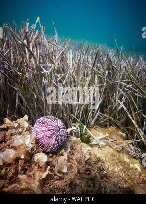 Seabed with an urchin shell Stock Photo