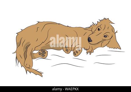 dog lies, dachshund brown, vector, white background Stock Vector