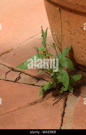 Dandelion plant growing between cracks in pavement, South Africa Stock Photo