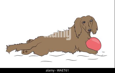 dog lies, dachshund brown, vector, white background Stock Vector