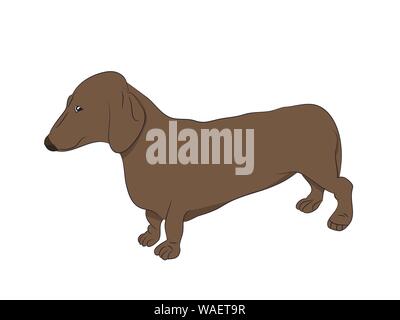 dachshund stands, dog, vector, white background Stock Vector Image & Art -  Alamy