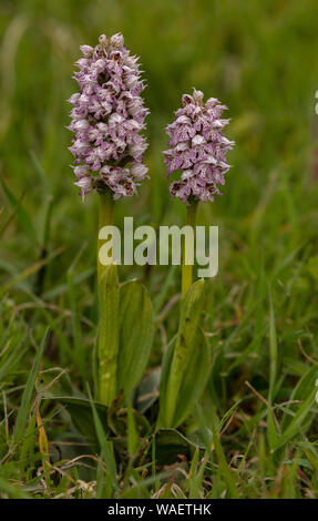 Milky Orchid, Neotinea tridentata subsp. lactea, in flower in Crete. Stock Photo