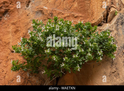 Spanish Hedge-Nettle, Prasium majus, in flower on cliff, Crete. Stock Photo