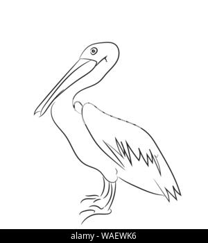 pelican graphic line, vector, white background Stock Vector