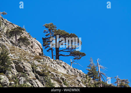 Mountains and Corsican pine Pinus nigra laricio in the Restonica Valley near Corte Corsica France May 2016 Stock Photo