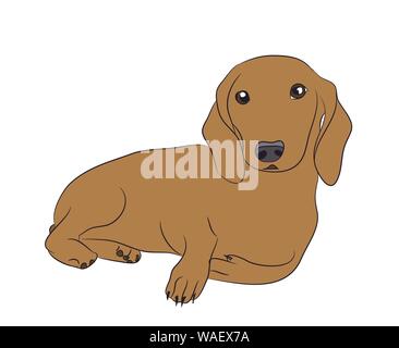 dog lies, dachshund brown, vector, white background Stock Vector