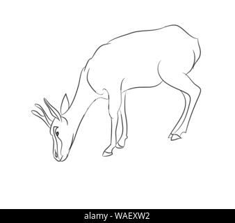 vector illustration gazelle drawing with lines, vector, white background Stock Vector