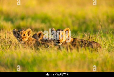 Lion cubs in a morning light, Amboseli, Kenya. Stock Photo