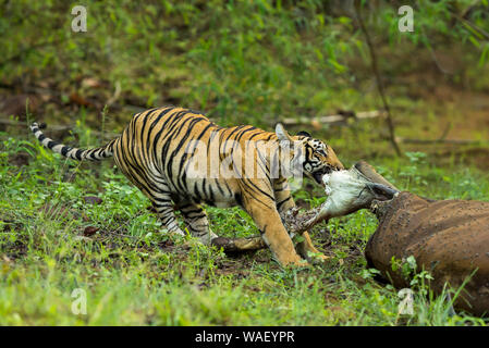 tiger eating a buffalo