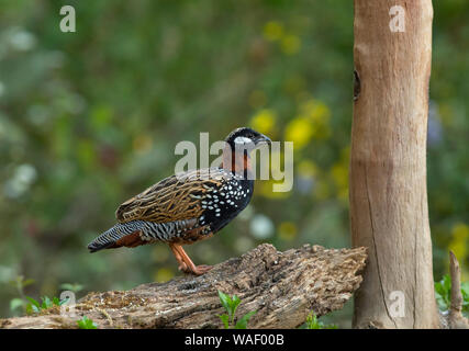 Male black francolin, Francolinus francolinus at Sattal in India Stock Photo