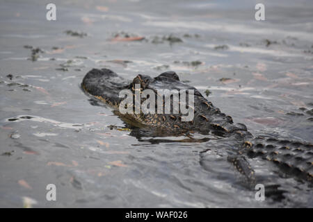 Alligator moving above the water's surface in Barataria Preserve. Stock Photo