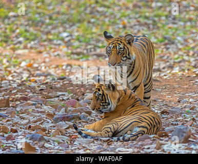 Two tigers, Panthera tigris at Ranthambhore in Rajasthan, India Stock Photo