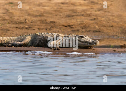 Mugger crocodile, Crocodylus palustris basking on the banks of Chambal river in Rajasthan, India Stock Photo