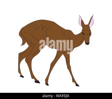 deer female color, vector, white background Stock Vector