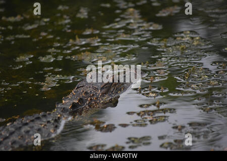 Alligator with his head above the water's surface in the bayou. Stock Photo