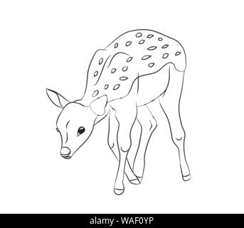vector illustration baby deer,  lines, vector, white background Stock Vector