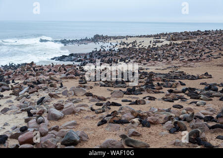 Sea Lions cover the beach at Cape Cross Bay, Namibia Stock Photo