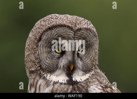 Great grey owl, Strix nebulosa, head, close up Stock Photo