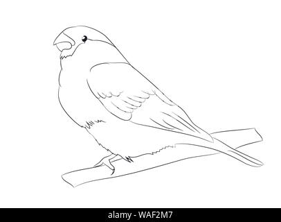 sparrow lines, vector. White background Stock Vector