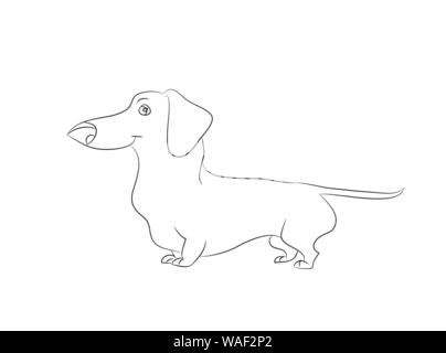 Vector illustration of a cartoon dachshund that stands drawing with lines, white background. Stock Vector