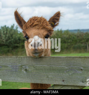 Alpaca Stock Photo