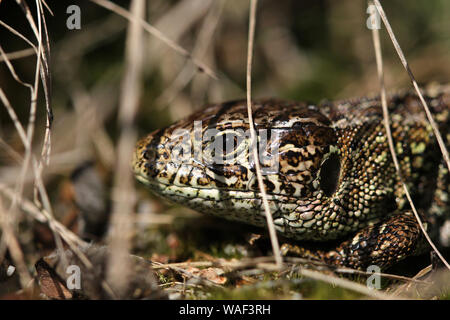 Sand Lizard Basking in Sun Stock Photo