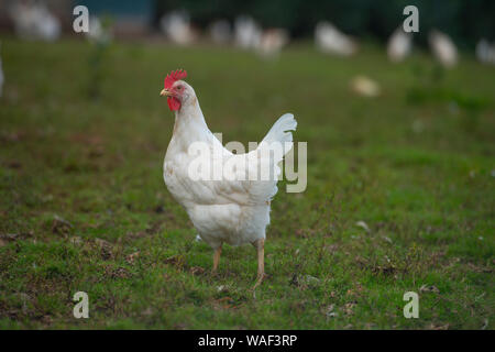 free range chickens Stock Photo