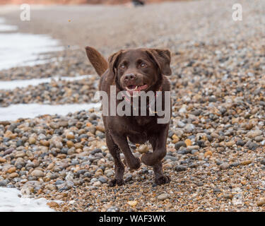 chocolate labrador retriever dog Stock Photo