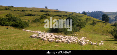 Flock of sheep on a mountain pasture Stock Photo