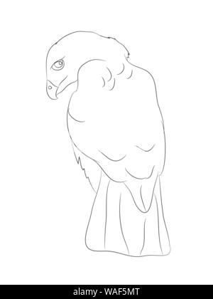 eagle sits drawing lines, vector, white background Stock Vector