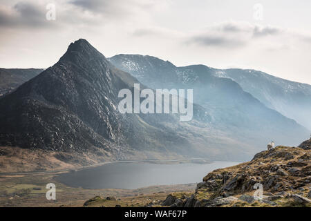 Scenic view: Mount Tryfan peak (Glyderau range) & Llyn Ogwen, Snowdonia, North Wales in late afternoon mists. Lonely welsh sheep isolated on hillside. Stock Photo