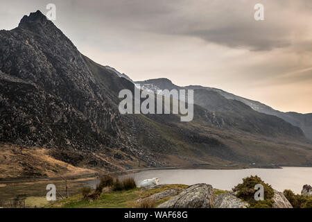 Moody scenic view of Ogwen Valley, Mount Tryfan, Llyn Ogwen & Glyderau mountains in early evening mist, Snowdonia National Park, North Wales, UK. Stock Photo