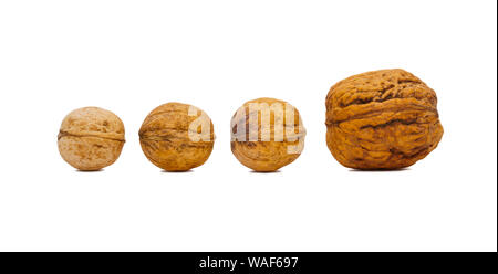 four walnuts, one of which is more than the others, isolated on a white background Stock Photo