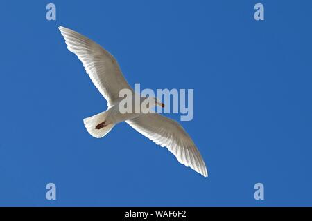 Glaucous Gull (Larus hyperboreus) in flight, Iceland Stock Photo