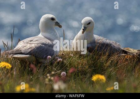 Two Northern fulmars (Fulmarus glacialis) sitting in the grass, bird rock Latrabjard, Westfjords, Iceland Stock Photo