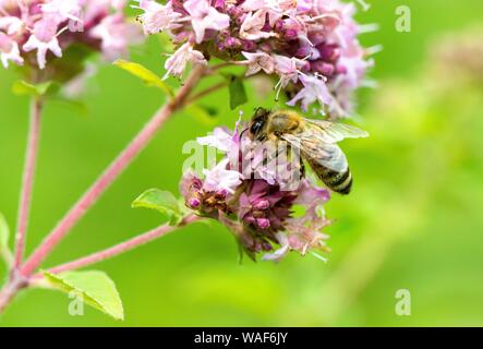 Honey bee (Apis mellifera) on purple flower, wild marjoram (Origanum vulgare), close-up, Germany Stock Photo