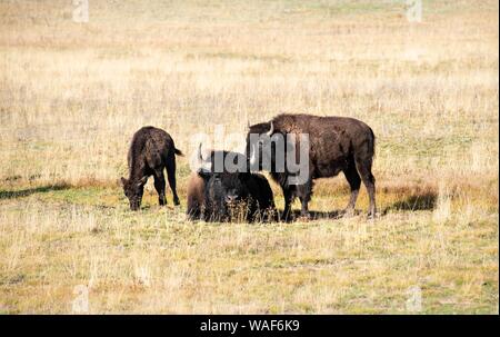 Animal family with young animal, pasture with Beefalos or Cattalos on a pasture, cross between American Bison (Bison bison) and domestic cattle (Bos Stock Photo