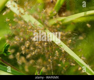 Raft spider (Dolomedes fimbriatus), young animals, Nature Reserve Isarauen, Bavaria, Germany Stock Photo