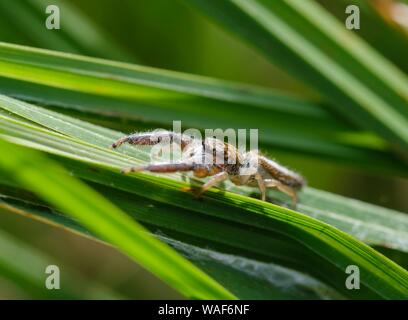 Spring spider (Mendoza canestrinii) in grass, females, Nature Reserve Isarauen, Bavaria, Germany Stock Photo