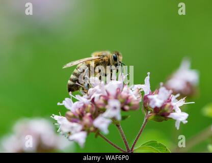 Honey bee (Apis mellifera) on purple flower, wild marjoram (Origanum vulgare), close-up, Germany Stock Photo
