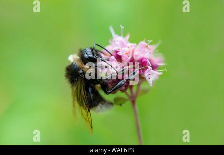 Bumblebee (Bombus) collects nectar on a purple flower, wild marjoram (Origanum vulgare), close-up, Germany Stock Photo