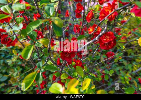 Flowering Japanese quince (Chaenomeles speciosa), red flowers in spring, Kyoto, Japan Stock Photo