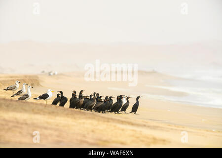 Cape Cormorant - Phalacrocorax capensis, endangered cormorant species from Southwest African coasts and mangroves, Walvis Bay, Namibia Stock Photo