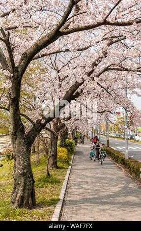 Pedestrians, street scene with blossoming cherry trees, Kyoto, Japan Stock Photo