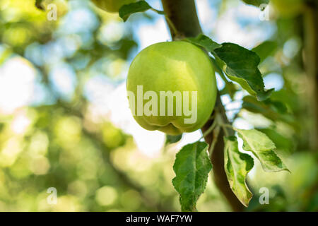 Close-up of green apples hanging off a branch. Photo taken in my backyard. Stock Photo