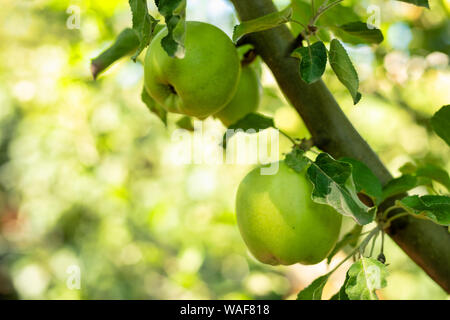 Close-up of green apples hanging off a branch. Photo taken in my backyard. Stock Photo